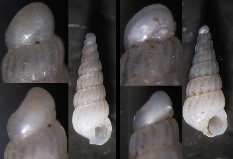 Turbonilla lactea juv vs obliquata